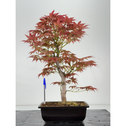 Acer palmatum yugure I-7006