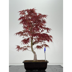 Acer palmatum beni kagami I-7007