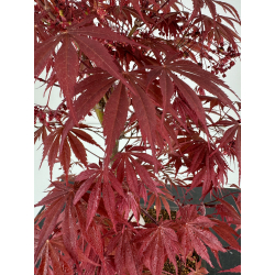 Acer palmatum beni kagami I-7007 view 3