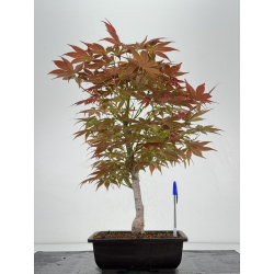 Acer palmatum yugure I-7008