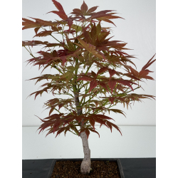 Acer palmatum yugure I-7008 vista 2