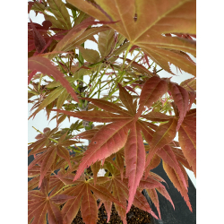 Acer palmatum yugure I-7008 vista 3