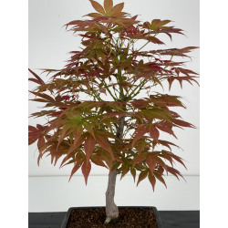 Acer palmatum yugure I-7008 vista 4