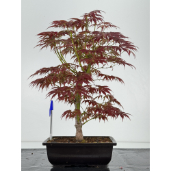 Acer palmatum oshu beni I-7009