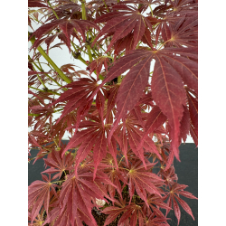 Acer palmatum oshu beni I-7009 vista 3