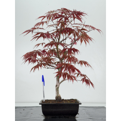 Acer palmatum beni kagami I-7010