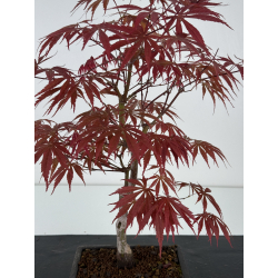 Acer palmatum beni kagami I-7010 view 2