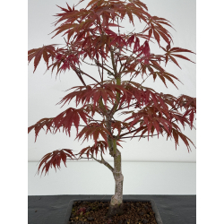 Acer palmatum beni kagami I-7010 view 4