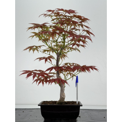Acer palmatum yugure I-7011