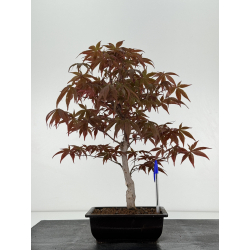 Acer palmatum shojo-nomura I-7013