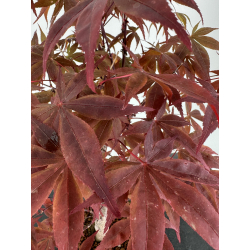 Acer palmatum shojo-nomura I-7013 vista 4