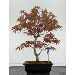 Acer palmatum beni kagami I-7014
