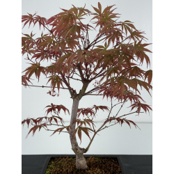 Acer palmatum beni kagami I-7014 view 2