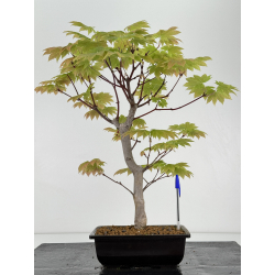 Acer palmatum itaya meigetsu I-7015
