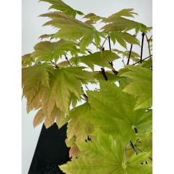 Acer palmatum itaya meigetsu I-7015 vista 3