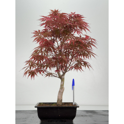 Acer palmatum beni kagami I-7016