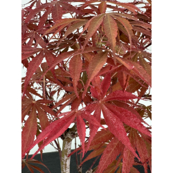 Acer palmatum beni kagami I-7016 vista 3