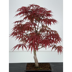 Acer palmatum beni kagami I-7016 view 4