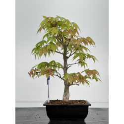 Acer palmatum I-7018