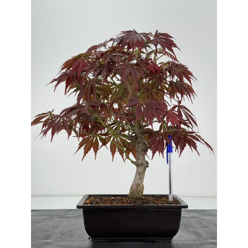 Acer palmatum oshu beni I-7019