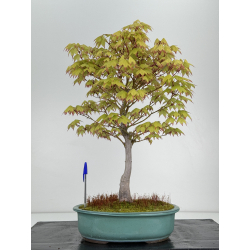 Acer palmatum tsuma beni I-7020
