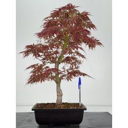 Acer palmatum oshu beni I-7021