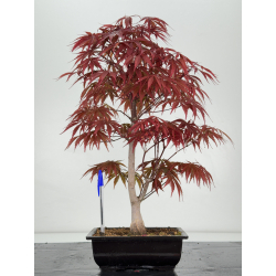 Acer palmatum beni kagami I-7022