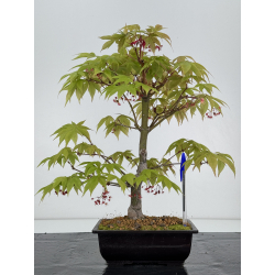 Acer palmatum osakazuki I-7023