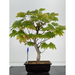 Acer palmatum itaya meigetsu I-7024