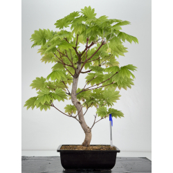 Acer palmatum itaya meigetsu I-7025
