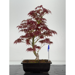 Acer palmatum oshu beni I-7026