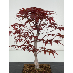 Acer palmatum shojo-nomura I-7027 vista 4