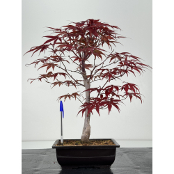 Acer palmatum shojo-nomura I-7027