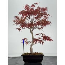 Acer palmatum beni kagami I-7029