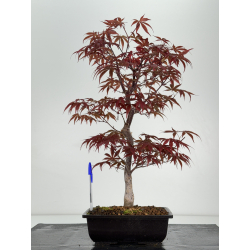 Acer palmatum shojo-nomura I-7030