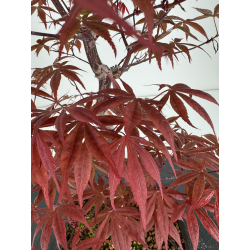 Acer palmatum shojo-nomura I-7030 vista 3