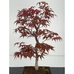 Acer palmatum shojo-nomura I-7030 vista 4