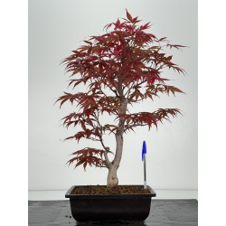 Acer palmatum shojo-nomura I-7031