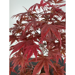 Acer palmatum shojo-nomura I-7031 vista 3