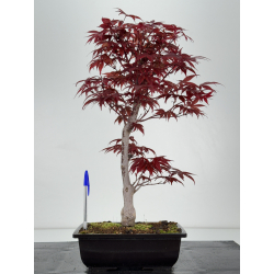 Acer palmatum shojo-nomura I-7032
