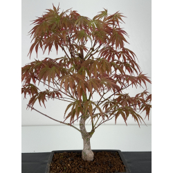 Acer palmatum beni kagami I-7033 vista 4