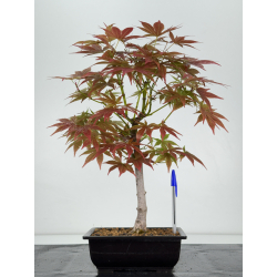 Acer palmatum yugure I-7035