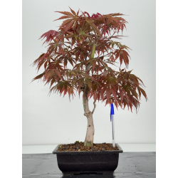 Acer palmatum beni kagami I-7038
