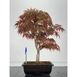 Acer palmatum beni kagami I-7039