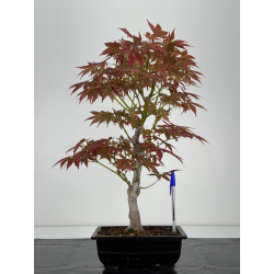 Acer palmatum yugure I-7041