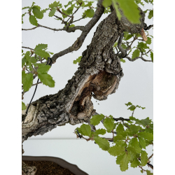 Quercus faginea -quejigo- I-6934 vista 4