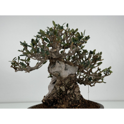 Olea europaea sylvestris -olivo acebuche- I-6879 vista 6