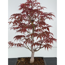 Acer palmatum beni kagami I-7050