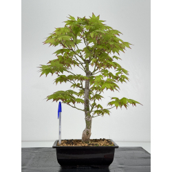 Acer palmatum tsuma beni I-7052