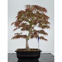 Acer palmatum oshu beni I-7053